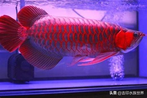 紅龍幼魚|｜龍魚｜紅龍風水